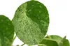Dehner Glückstaler Mojito, Pilea peperomioides, Produktbild-Vorschau 3