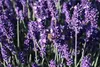 Lavandula ang. hidcote' - Lavanda - Contenitore 1,5 litri Anteprima dell’immagine prodotto 2