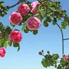 Arc de roses de 255 cm de haut Voir les images du produit 5