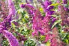 Buddleja davidii 'Royal Red', Schmetterlingsflieder, rot, Produktbild-Vorschau 7