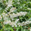 Vite di pizzo d'argento (Fallopia aubertii) 2L Anteprima dell’immagine prodotto 5
