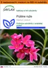 SAFLAX Garden in the bag - púštne ruže - Adenium obesum - 8 Náhľad obrázku produktu 1