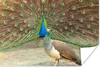 MuchoWow® Poster Pfaue - Vögel - Federn 180x120 cm - Produktbild-Vorschau 1