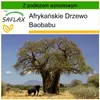 SAFLAX - Afrykańskie Drzewo Baobabu - 6 Nasiona - Z Podgląd zdjęcia produktu 9