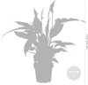 Bloomique - 2er Set - Spathiphyllum Torelli - Friedenslilie Produktbild-Vorschau 5