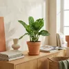 Aglaonema 'Stripes' Zimmerpflanze, 60 cm hoch, Topf Ø 17 Produktbild-Vorschau 2