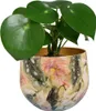 A green plant in a decorative pot. Voir les images du produit