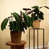 Bloomique - Calathea Warscewiczii - Roślina pawia - Rośliny Podgląd zdjęcia produktu 3