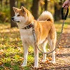 Set collare per cani e guinzaglio con ammortizzatore 1,2 m, Anteprima dell’immagine prodotto 2