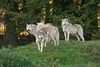 3 D Ansichtskarte Wölfe, Wolf  Postkarte Wackelkarte Produktbild-Vorschau 1