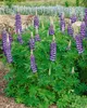 Lupinus polyphyllus 'Kastellan', Lupine, violett, ca. 11x11 Produktbild-Vorschau 1