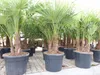 Trachycarpus Fortunei Gruppe mehrstämmig Palme, winterhart Produktbild-Vorschau 6