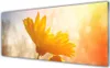 Acrylglasbilder 125x50 Wandbild Druck Sonnenblume Pflanzen Produktbild-Vorschau 1