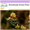 SAFLAX - Zimotrwały Krzew Pawi - 10 Nasiona - Caesalpinia Podgląd zdjęcia produktu 10
