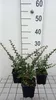 12 x Cotoneaster horizontalis - Cotoneaster a ventaglio - Anteprima dell’immagine prodotto 2