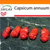 SAFLAX Garden in the bag - Chili - čili penis Petra Peppera Náhľad obrázku produktu 5