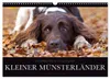 Faszination Jagdhund - Kleiner Münsterländer (Wandkalender Produktbild-Vorschau 1