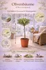 Olivenbaum Stämmchen 50–60 cm – Mediterrane Olivenpflanze Produktbild-Vorschau 2