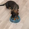 TRIXIE 25031, Hund, Kunststoff, Grün, Produktbild-Vorschau 3