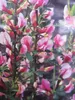 Chamaecytisus purpureus - Purpur-Ginster - duftend Produktbild-Vorschau 1