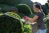 IKRA Elektro Heckenschere IHT 550 Schnittlänge 45,5cm Produktbild-Vorschau 10