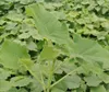 Paulownia Hybrid Z07 - Blauglockenbaum im 11er Topf Produktbild-Vorschau 1