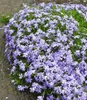 BALDUR Garten 19er Blau-weißes Staudenbeet, Pflanzen im 9x9 Produktbild-Vorschau 5