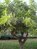 Strom svätojánsky (Ceratonia siliqua)  – 10 semien Náhľad obrázku produktu 2