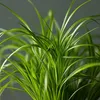 Cibora - 4 szt - Cyperus zumula - Wysokość 30-40cm - ⌀12cm Podgląd zdjęcia produktu 4