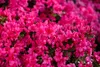 Rhododendron obtusum 'Melina', rosa Blüten, 15–20 cm Produktbild-Vorschau 2