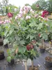 Rosa Gräfin Diana ® - Stammrose - Parfuma Rose ® - Kordes Produktbild-Vorschau 2