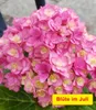 BALDUR Garten 1x 5-Stufen Hortensie Together®, Pflanze im 2 Produktbild-Vorschau 3