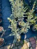 Cedrus libani Glauca Blaue Libanon-Zeder 100–120 cm Produktbild-Vorschau 3
