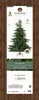 EVERLANDS Weihnachtsbaum Grandis Tanne 681451 180cm Podgląd zdjęcia produktu 7
