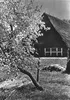 Historische Ansichten von Finkenwerder Produktbild-Vorschau 6