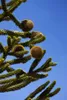 Araucaria araucana, Andentanne, 40–50 cm Produktbild-Vorschau 8