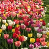 500 Tulpenzwiebeln – 5 farbenfrohe Sorten Produktbild-Vorschau 10