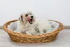 Handgeflochtener Weidenkorb Wikikorb mit Baumwoll-Hundebett Produktbild-Vorschau 4