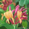 2er-Set - Lonicera Heckrottii Goldflame - Geißblatt - Rot, Produktbild-Vorschau 2
