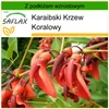 SAFLAX - Karaibski Krzew Koralowy - 6 Nasiona - Z podłożem Podgląd zdjęcia produktu 9