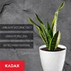 A snake plant in a white geometric pot against a dark, textured background with descriptive text overlays. Podgląd zdjęcia produktu
