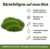 Stauden Gänge 1 x Festuca gautieri - Bärenfellgras - Produktbild-Vorschau 8