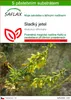 SAFLAX - sladký jetel - Melilotus officinalis - 250 Semena Náhled obrázku produktu 1