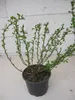 Chamaecytisus purpureus - Purpur-Ginster - duftend Produktbild-Vorschau 3
