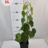 Winorośl Alden 2L Podgląd zdjęcia produktu 3