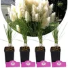 Four potted plants with feathery white plumes are arranged in a row, with a blurred background of greenery and a house. Produktbild-Vorschau