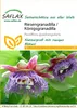 SAFLAX  - Grenadille géante - 12 graines - Passiflora Voir les images du produit 8