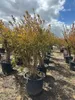 A row of potted trees in a nursery or garden center. Produktbild-Vorschau