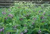 SAFLAX - Żywokost - 15 Nasiona - Symphytum officinale Podgląd zdjęcia produktu 13