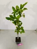 Malus domestica 'Emerald Flame' Säulenapfelbaum, 1,5 Liter Produktbild-Vorschau 2